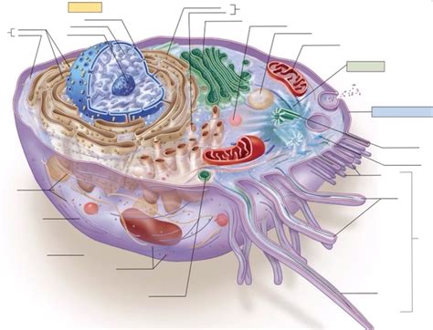 Cell Structure with Name Sign 的图像结果