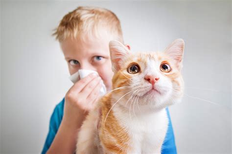 Cat Allergy- Everything You Need To Know