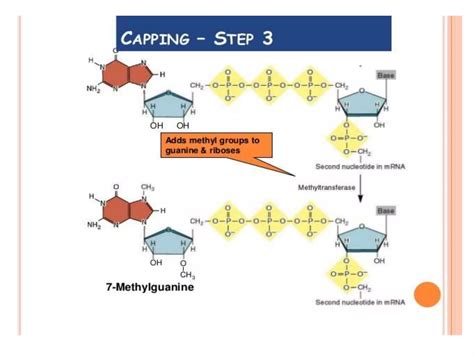 RNA Processing: Post Transcriptional Modifications ,Splicing , Capping ...
