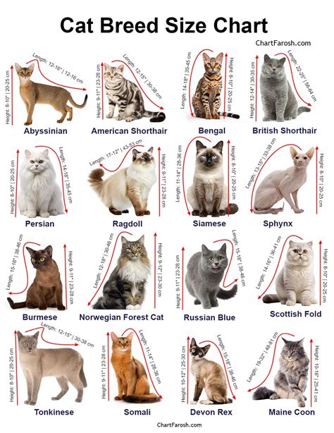 Cat Breed Chart