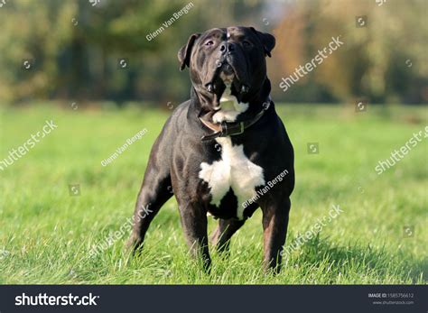Xxl American Bully