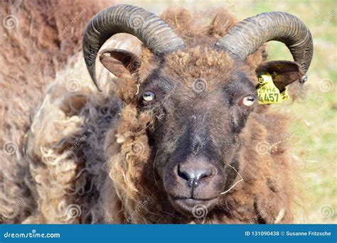 Portrait of a Black Sheep with Horns in Iceland. Editorial Stock Photo ...