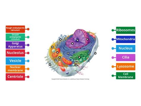 Cells 的图像结果