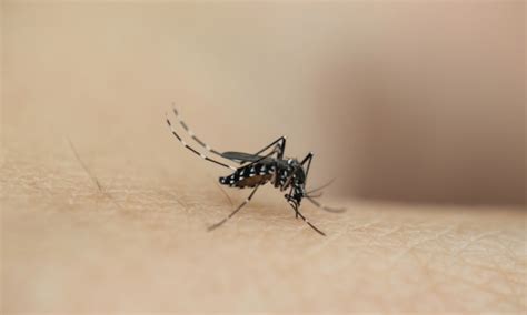 院子里蚊子很多用什么方法消灭,夏天傍晚蚊子为什么这么多 - 品尚生活网