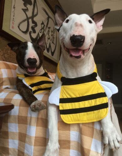 Flowbee Dogs 的图像结果