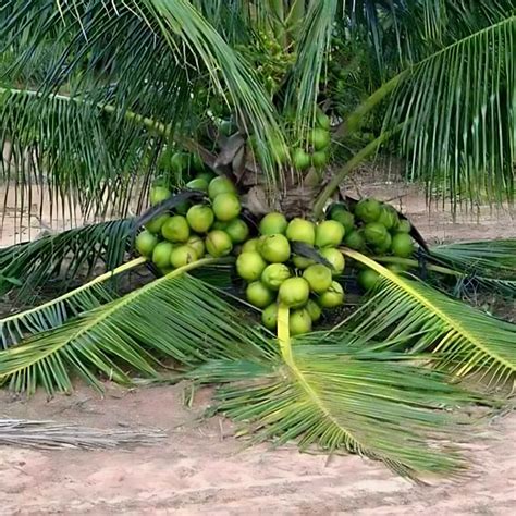 M-Tech Gardens Coconut (" Ganga Bondam, Dwarf Hybrid) Exotic 1 Live ...