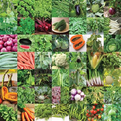 UGAOO Indian Vegetable Seeds Bank For Home Garden 50 Varieties - 2255 ...