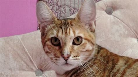 Vortex Script Da Hood 的图像结果