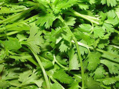 Cilantro Is Good For Health
