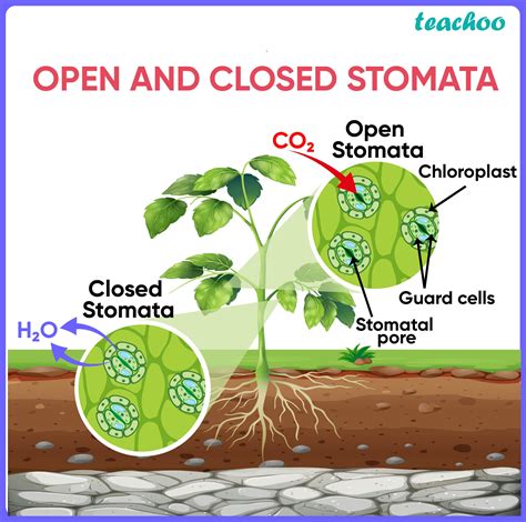 The Secret Life Of Leaves: How Plants Excrete Their Waste Products