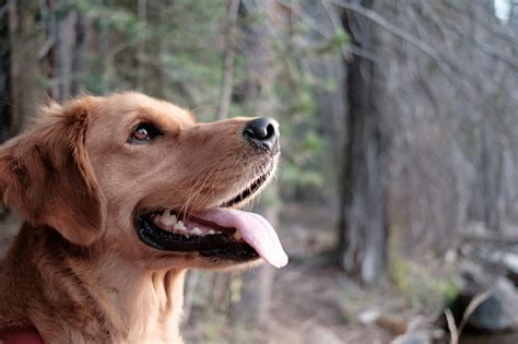 Discovering the Purpose of Dog Whiskers | TryFi