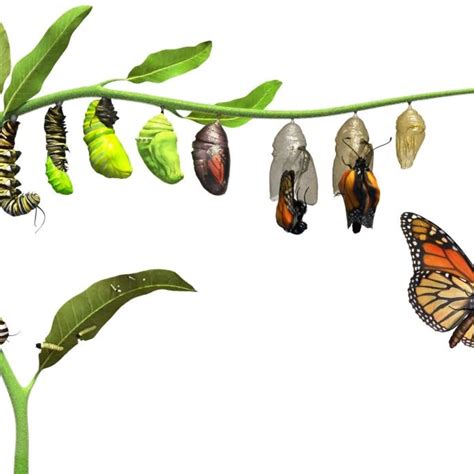 Butterfly Cocoon Stages