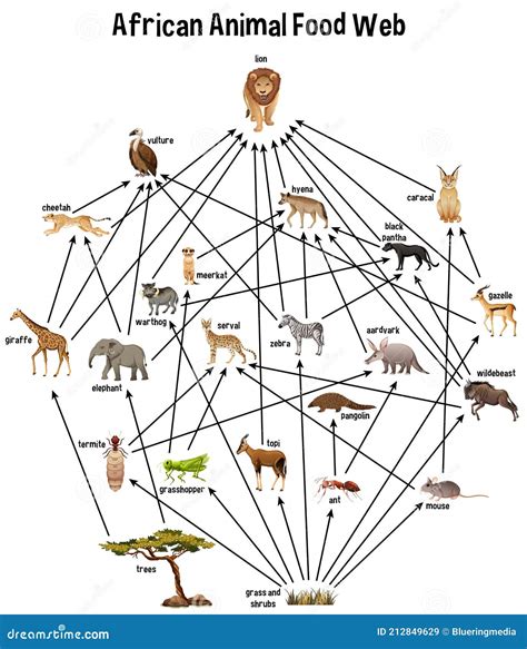 African Savanna Food Chain Diagram