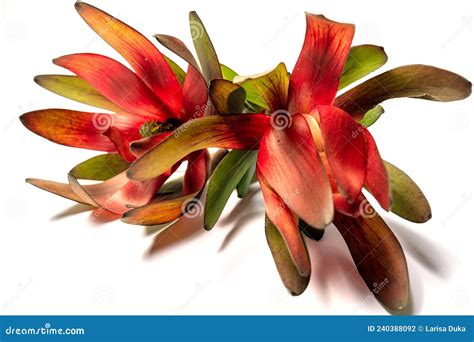 Bella Rama De La Flor Anaranjada Aislada En Fondo Blanco Foto de archivo - Imagen de belleza ...