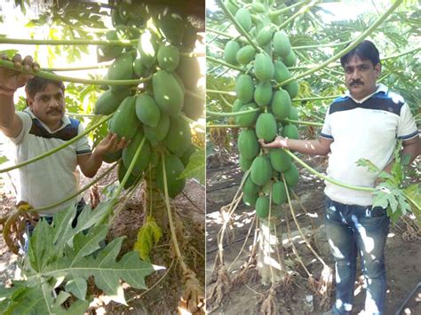 farmer from north gujarat doing papaya farming and get 52 lakhs proffit ...