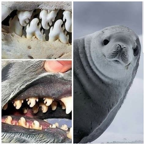 Crabeater seals, native to Antarctica, have unique teeth specialized ...