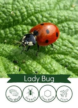 Image result for Bug Sorting