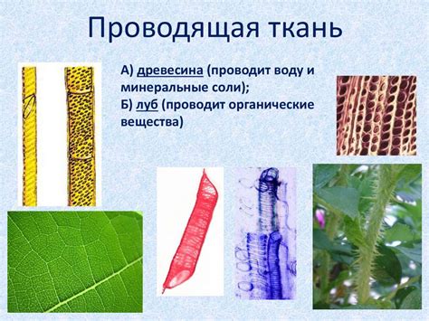 Описание проводящей ткани