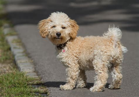 Cavapoo Dogs Breed - Information, Temperament, Size & Price ...