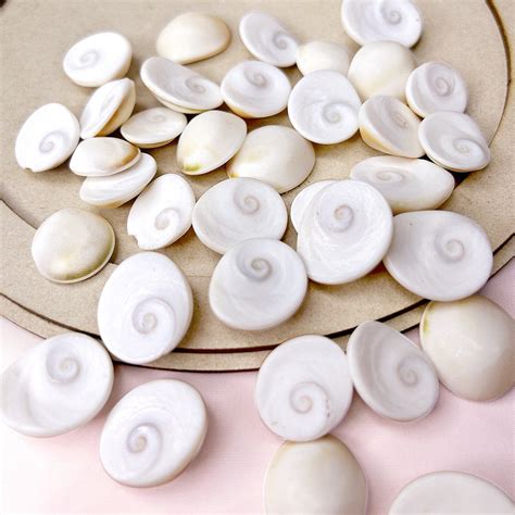 Gomati-Gomti Chakra Original for Puja (White) – Nutrixia Food