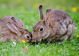 Image result for Killing Rabbits