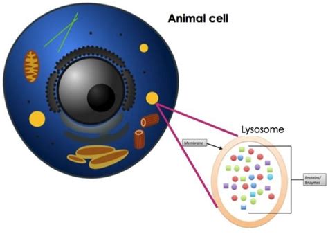 Cell Structure and Function 的图像结果
