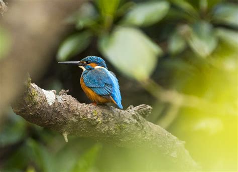 Endemic Birds To Japan