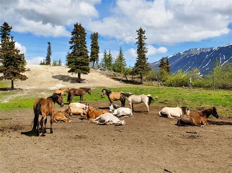 Horses - Rainy Pass Lodge