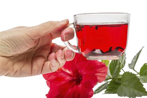 Hibiscus Tea During Pregnancy