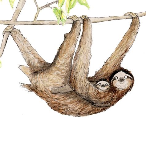 Image result for How to Draw a Three Toed Sloth