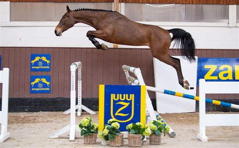 CHITTY CHITTY BANG BANG VM Z - WORLDS BEST BLOOD COMBINED! | Zangersheide.Auction