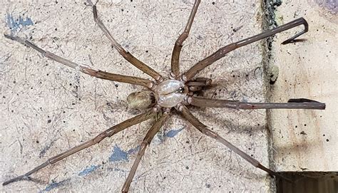 Male Kukulcania hibernalis (Southern House Spider) in Tallahassee ...