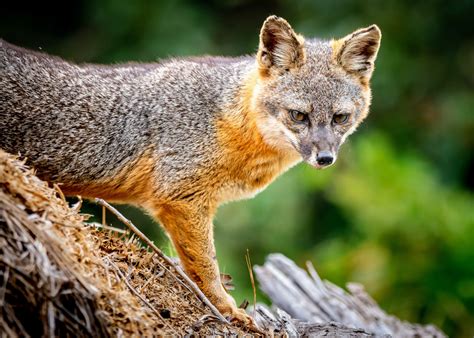 Channel Island foxes threatened by low genetic diversity - Earth.com