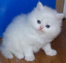 regalo gattini persiani regalo gattini persiani per l adozione ho 2 splendide regalo gattini persiani regalo gattini persiani per l adozione ho 2 splendide