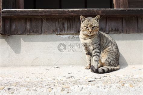 日本摄影师奇特的流浪猫拍照姿势，暖心上线~ - 知乎