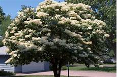 lilac tree how to plant and care for lilacs hgtv lilac tree how to plant and care for lilacs hgtv