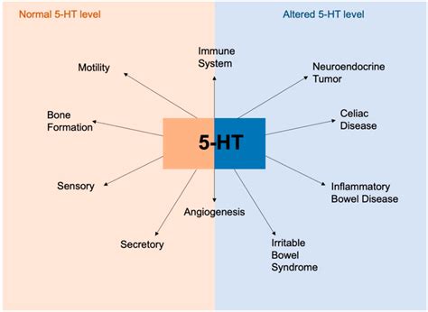 A Focus on Enterochromaffin Cells among the Enteroendocrine Cells ...