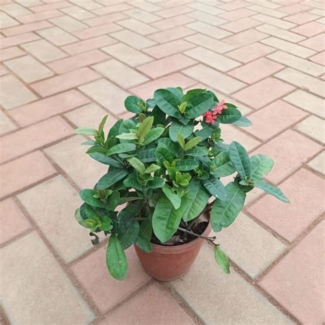 Ixora (any colour) in 4 Inch Plastic Pot