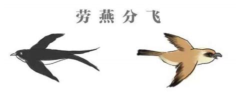 劳燕分飞中的劳指的是一种鸟还是一种蝴蝶 劳燕分飞的意思_知秀网