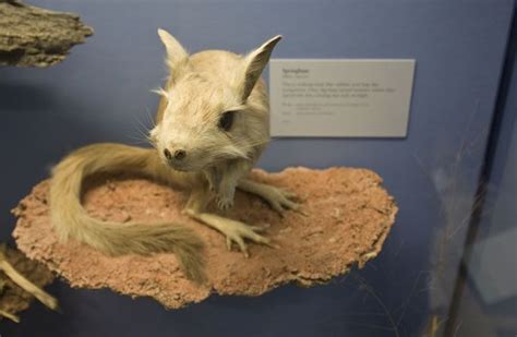 Image result for Mutant Animals