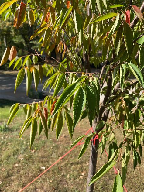 ADVICE NEEDED… I planted a Japanese Zelkova 4 weeks ago. The leaves are starting to curl on one ...
