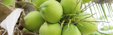 Coconut – Deyga Organics