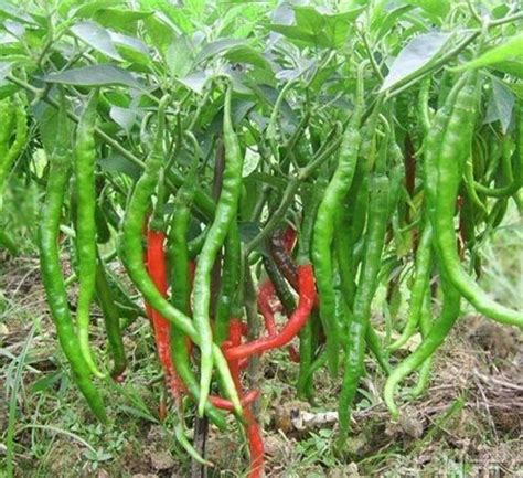川椒种业：辣椒栽培技术之地膜覆盖栽培及效果 - 川椒种业