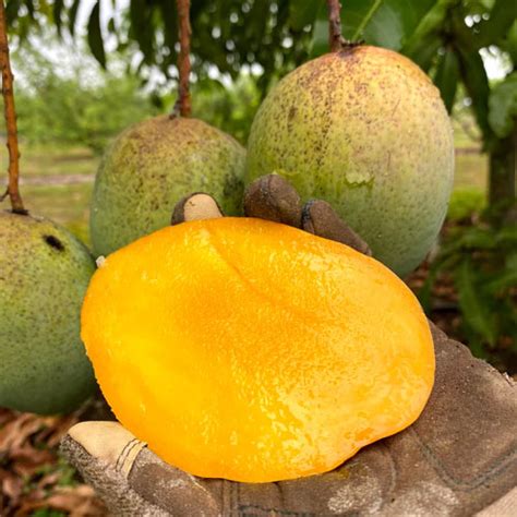 Coconut Mango Grafted Live Plant – Kobbari Giant 1 KG Fruits | Golden ...