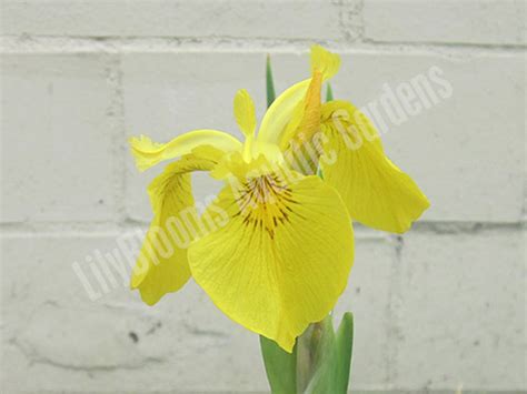 Pond Plants - Moisture Loving (Bog) Plants - Hardy Bog Plants - Water ...