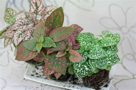 Polka Dot Plant (Hypoestes phyllostachya)