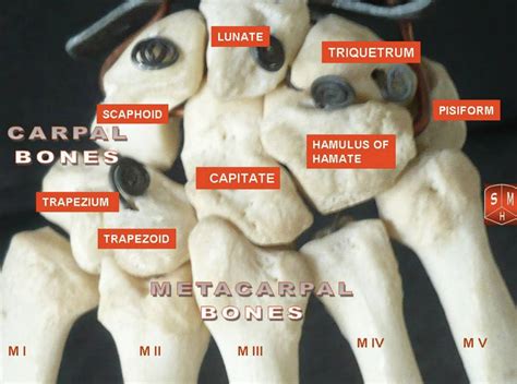 Carpal Bones: Anatomy and Function of the Wrist's Essential Framework - Anatomy Note