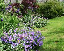 Image result for Rabbit Proof Plants