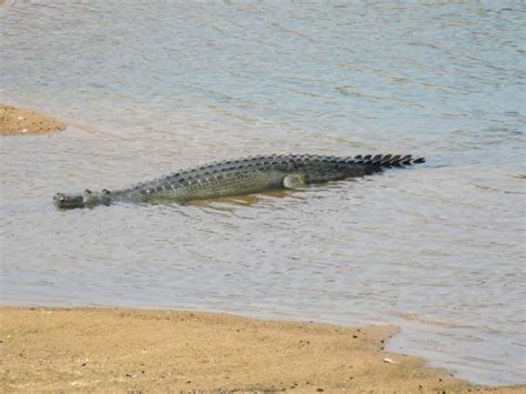 Ken Gharial Sanctuary (Chhatarpur) - 2021 What to Know Before You Go ...