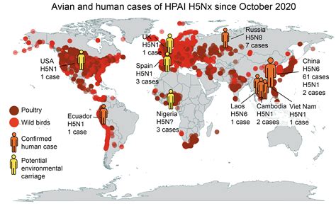 Bird flu, human cases and the risk to Australia | Pursuit by the ...